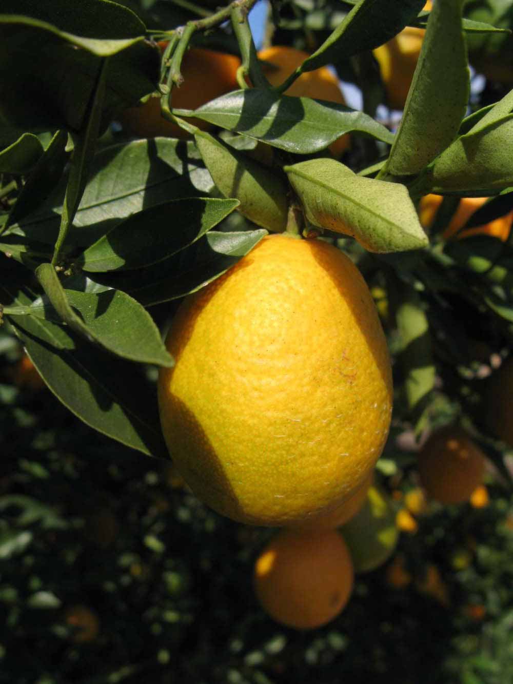              Fruit (Winter Haven, FL)       